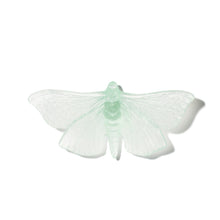 Load image into Gallery viewer, Pūriri Moth