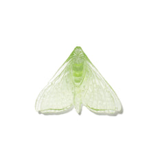 Load image into Gallery viewer, Pūriri Moth - Wings In