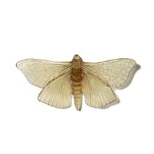 Load image into Gallery viewer, Pūriri Moth