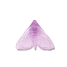 Load image into Gallery viewer, Pūriri Moth - Wings In
