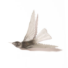 Load image into Gallery viewer, Korimako - wings back / Bellbird