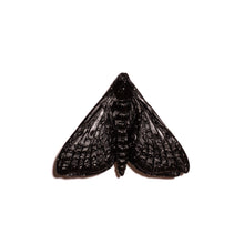 Load image into Gallery viewer, Pūriri Moth - Wings In