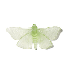 Load image into Gallery viewer, Pūriri Moth