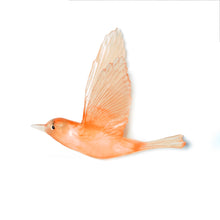 Load image into Gallery viewer, Pipiwharauroa / Shining Cuckoo