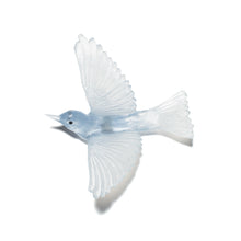 Load image into Gallery viewer, Tauhou / Silvereye