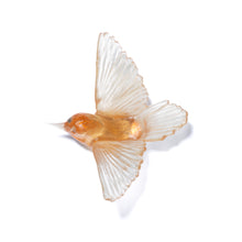 Load image into Gallery viewer, Miromiro / Tomtit