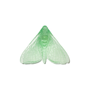 Pūriri Moth - Wings In