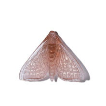 Load image into Gallery viewer, Pūriri Moth - Wings In
