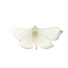 Load image into Gallery viewer, Pūriri Moth
