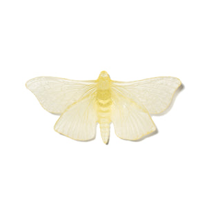 Pūriri Moth