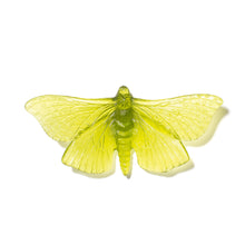 Load image into Gallery viewer, Pūriri Moth
