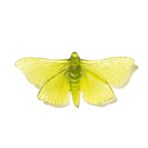 Pūriri Moth