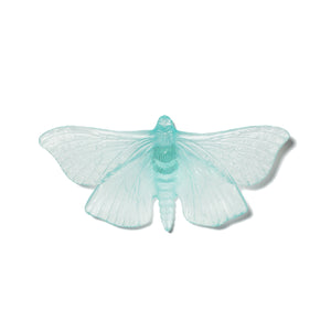 Pūriri Moth