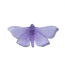 Load image into Gallery viewer, Pūriri Moth
