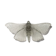 Load image into Gallery viewer, Pūriri Moth
