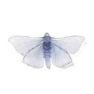 Pūriri Moth