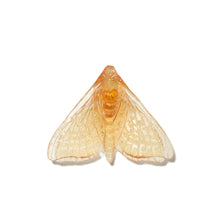 Load image into Gallery viewer, Pūriri Moth - Wings In
