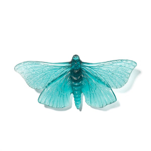 Pūriri Moth