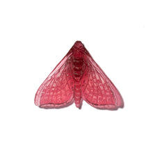 Load image into Gallery viewer, Pūriri Moth - Wings In
