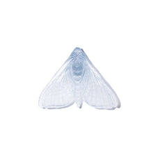 Load image into Gallery viewer, Pūriri Moth - Wings In
