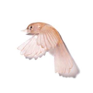 Pīwakawaka / Fantail - wings down