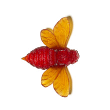 Load image into Gallery viewer, Bee - Wings Out
