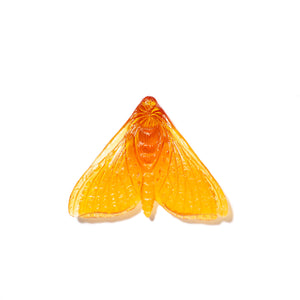 Pūriri Moth - Wings In