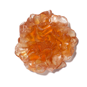 Camellia