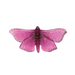 Pūriri Moth