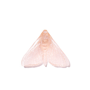 Pūriri Moth - Wings In