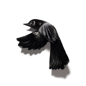 Pīwakawaka / Fantail - wings down