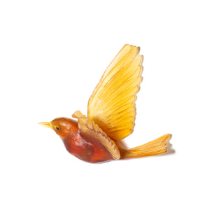 Hihi / Stitchbird
