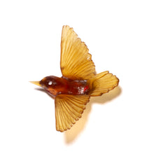 Load image into Gallery viewer, Miromiro / Tomtit
