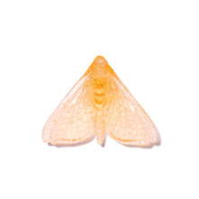 Load image into Gallery viewer, Pūriri Moth - Wings In
