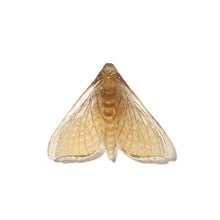 Load image into Gallery viewer, Pūriri Moth - Wings In
