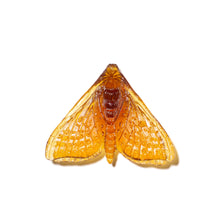Load image into Gallery viewer, Pūriri Moth - Wings In
