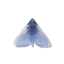 Load image into Gallery viewer, Pūriri Moth - Wings In
