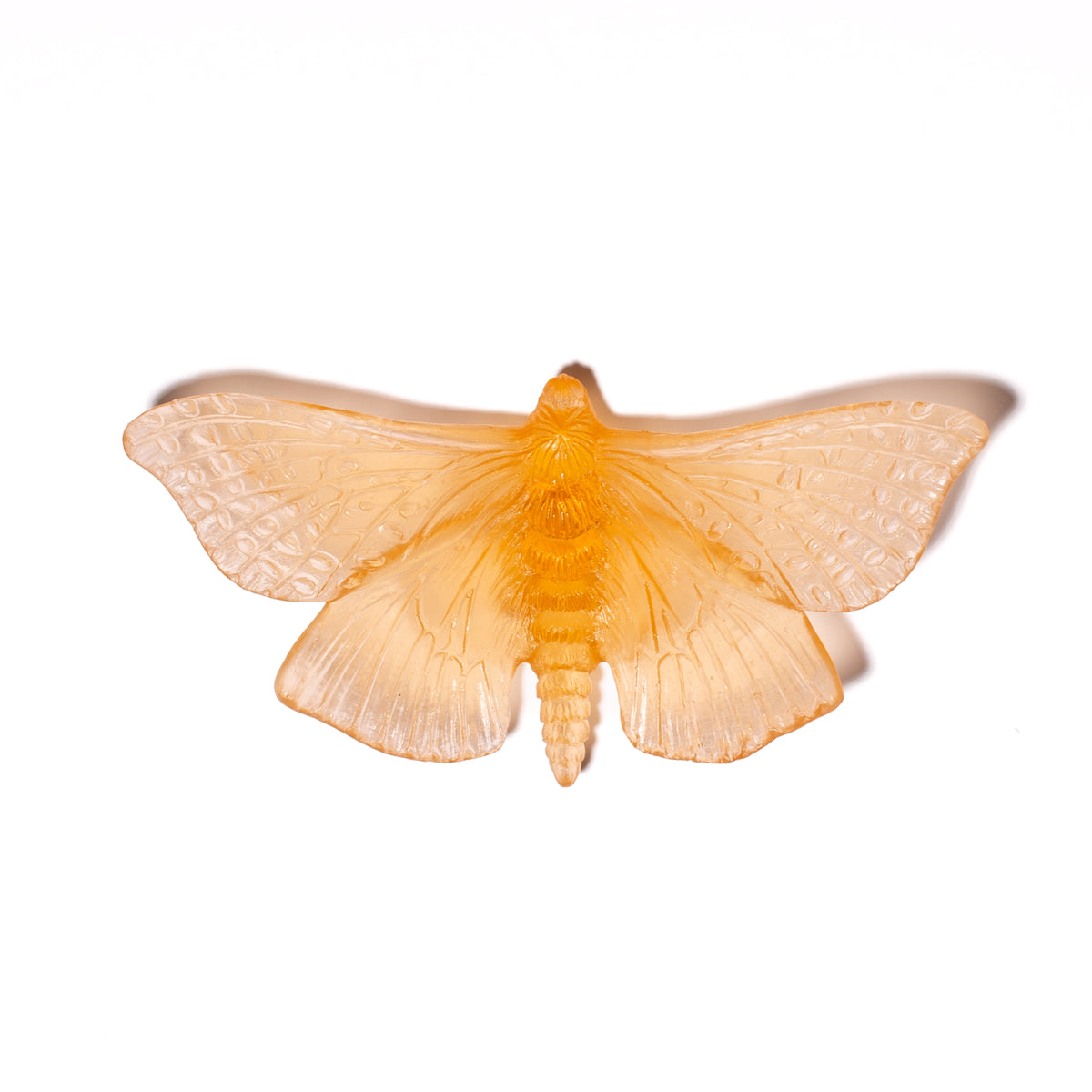 Pūriri Moth – Luke Jacomb Studio - Lukeke