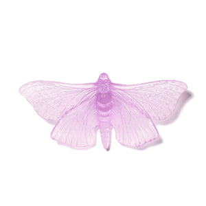 Pūriri Moth