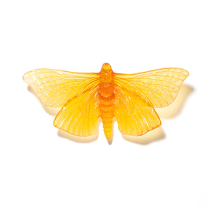 Pūriri Moth