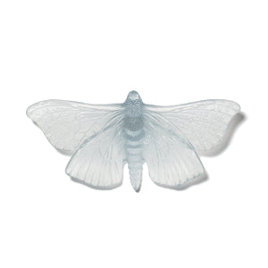 Pūriri Moth