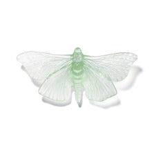 Load image into Gallery viewer, Pūriri Moth
