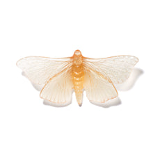 Load image into Gallery viewer, Pūriri Moth
