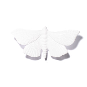 Pūriri Moth