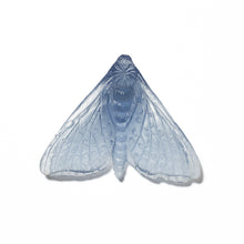 Load image into Gallery viewer, Pūriri Moth - Wings In
