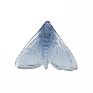 Pūriri Moth - Wings In