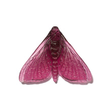 Load image into Gallery viewer, Pūriri Moth - Wings In
