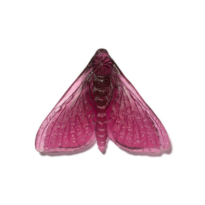 Pūriri Moth - Wings In