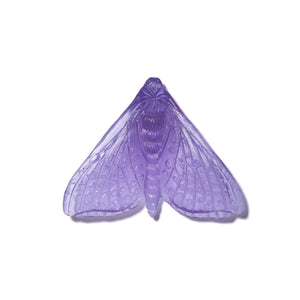 Pūriri Moth - Wings In
