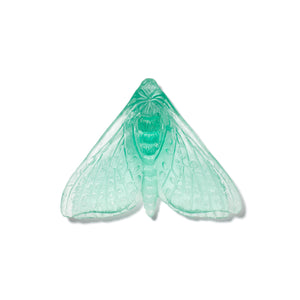 Pūriri Moth - Wings In